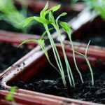 Starting a garden indoors