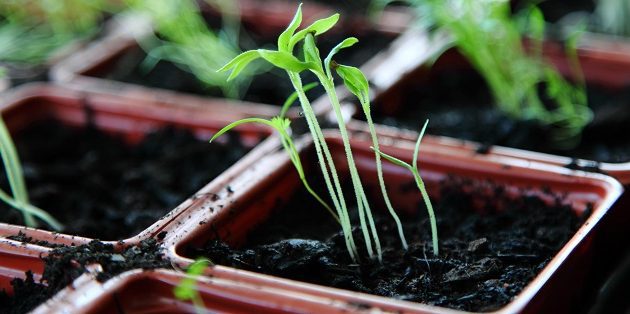 Starting a garden indoors