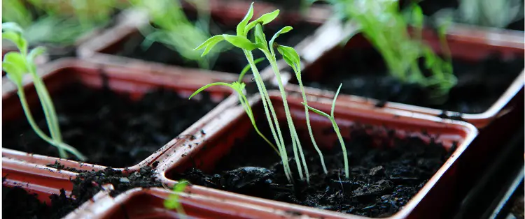 Starting a garden indoors