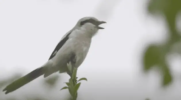 Bird singing in "What Are Birds Actually Saying"